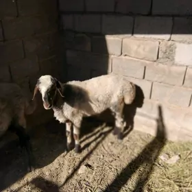 goýun