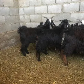 çebiš