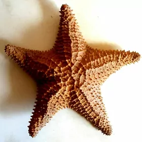 МОРСКАЯ ЗВЕЗДА (лат. Asteroide