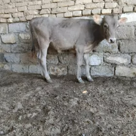 OKÜZ ŞWES TOHIM MAL