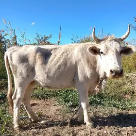 sygyr