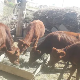 Göle