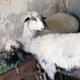 öwec