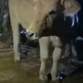 Tüwe