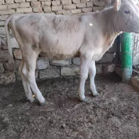 TÜWE ŞWES MAL TOHIM