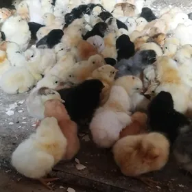 juyje sutusni 864302186