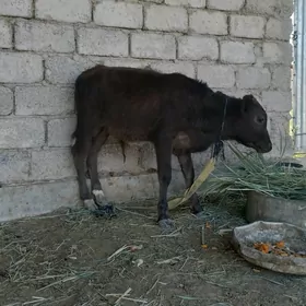 öküzçe