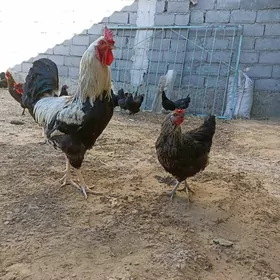 ATAKIS TOWUKLAR
