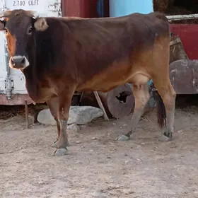 Sygyr goleli