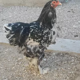 mramyr horaz
