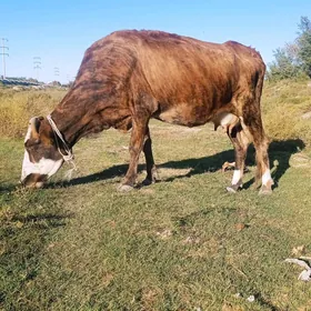 golelisygyr