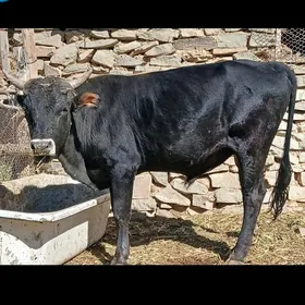 Öküz