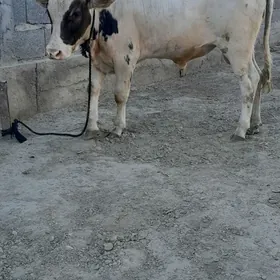 tohum öküz