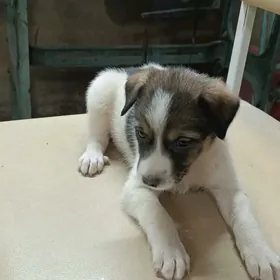 Собачки