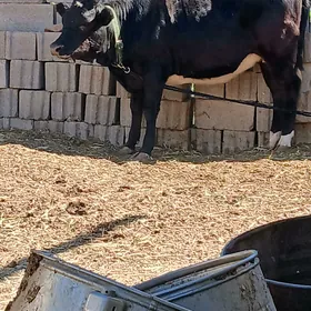 Tuweler