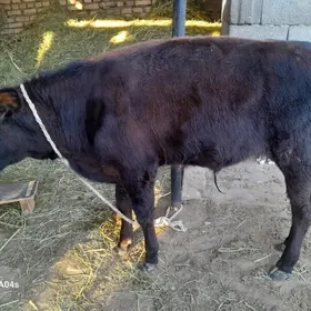 òkuzce