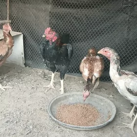 Taskent horaz towuk