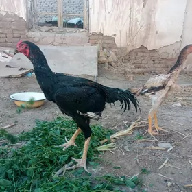 horaz