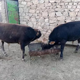 2 sany öküzler