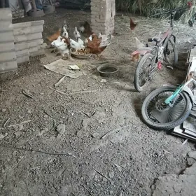 3 aýlyk jüýjeler