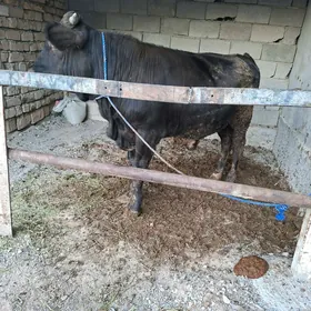 Gibrit Tohum Oküz