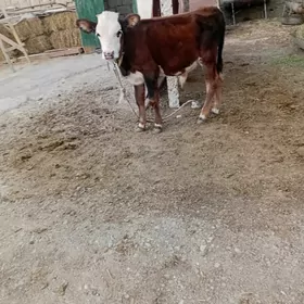 okuzce
