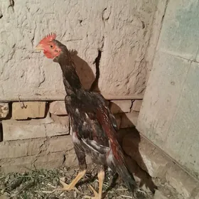 paroda horaz