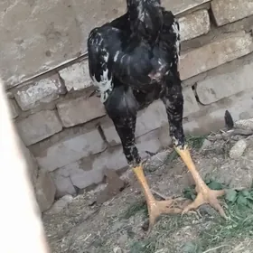 baysow horaz
