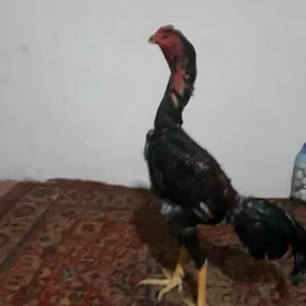 Horaz