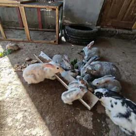 1 айлык товшанлар