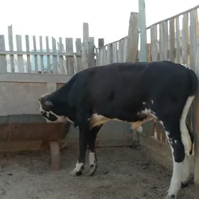 Sygyr