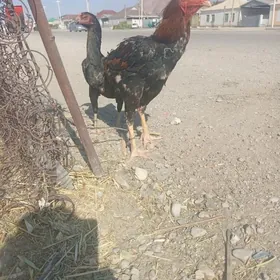 Taskent  baysok