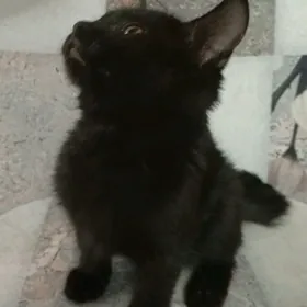 КОТЁНОК ЧЕРНЫЙ