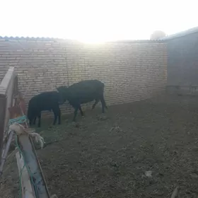 göleli sygyr