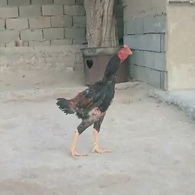 taşkent