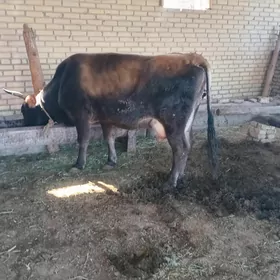 goleli sygyr