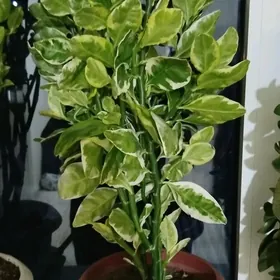 gul