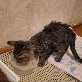 ОТДАМ КОТЕНКА В ДОБРВЕ РУКИ