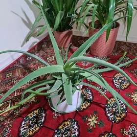 Aloe Gül