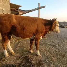 öküz