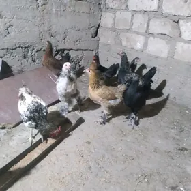towuklar