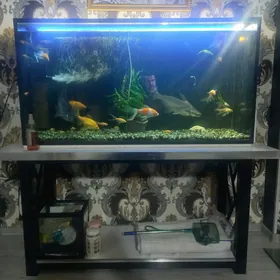 Akwaryum
