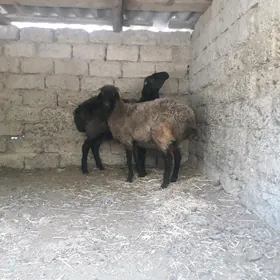 goýun bakylan