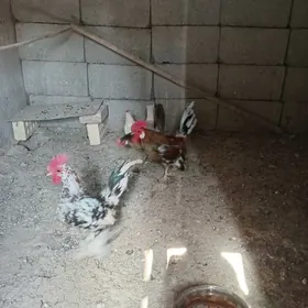 karlik towuk horaz