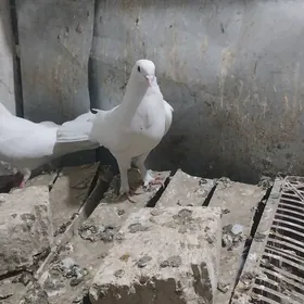 KEPDERI