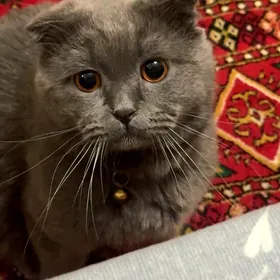КОТ ДЛЯ ВЯЗКИ