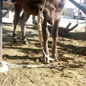 туве