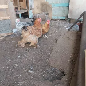 brama