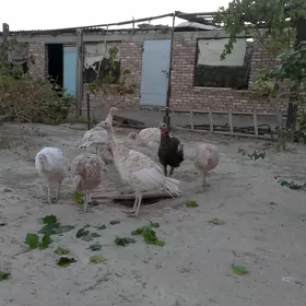 Индук