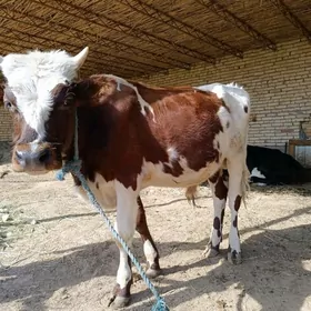 öküz